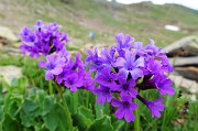 44 Primula vischiosa (Primula latifolia)